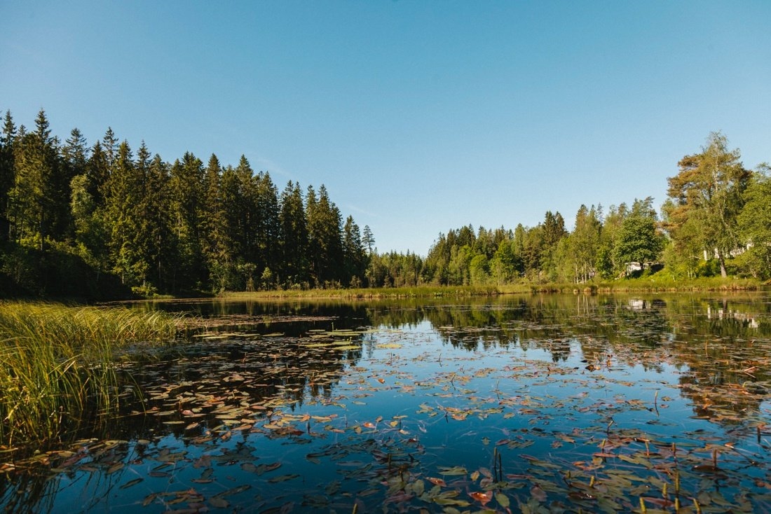 skog_vatten